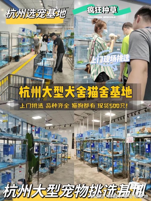 垒富配资 杭州买宠物猫狗最好去哪里买？这里有你想要的还能亲自挑选宠物哦